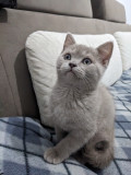 Motănel British shorthair