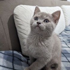 Motănel British shorthair