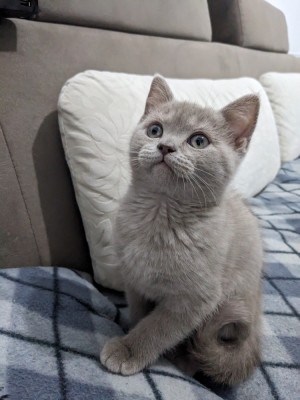 Motănel British shorthair foto