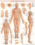 Carte Ilustrata Acupressura si Anatomie Corp Uman - Laminated, Engleza