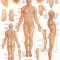 Acupressure-Laminated