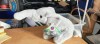 Jucarie Plus Elefant