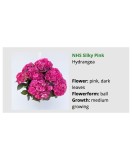 Blo.Hortensia NHS Silky Pink 28, Oem