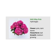 Blo.Hortensia NHS Silky Pink 28