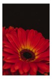 Tablou Canvas Floare de gerbera roșii &icirc;n lumină &icirc;ntunecată, artă elegantă, 26 x 39 cm, CMCLASS