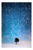 Tablou Canvas, "Steaua nordului peste copacul singuratic", Stele, Cădere, Noapte, Solitudine, Peisaj, Magie, Cer., 26 x 39 cm, CMCLASS