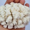 Coral alb natural - 321 grame