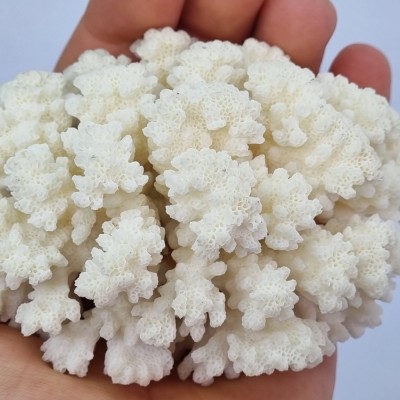 Coral alb natural - 321 grame foto