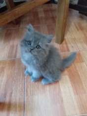 Pui de pisică British