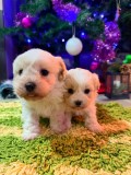 V&acirc;nd Bichon Maltez urgent 550 lei Are 5 săptăm&acirc;ni Născut la data de 17 noiembrie 2025