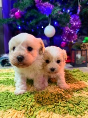 V&acirc;nd Bichon Maltez urgent 550 lei Are 5 săptăm&acirc;ni Născut la data de 17 noiembrie 2025