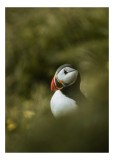 Tablou Canvas, "Papagalul de mare printre frunze verzi", Puffin, Verde, Blană, Roșu, Penaj, Ochi, Arcadă, Contrast, Natură, Serenitate, 26 x 39 cm, CM