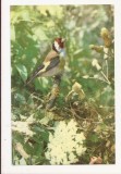 RF50 -Carte Postala- Maximafilie, necirculata