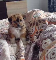 Pui pechinez de vanzare foto
