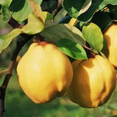 Gutui &ndash; Soiul-Konstantinapolyi