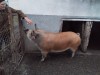 Porc de sacrificat