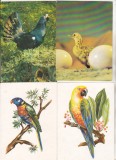 Bnk cp Pasari - lot 20 carti postale necirculate *, Necirculata, Printata