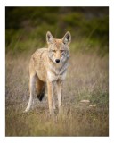 Tablou Canvas, "Lupuleț &icirc;n iarba deasă toamna", Nu pot să identific acest animal, dar pot oferi c&acirc;teva informații generale. Vrei să afli mai multe des