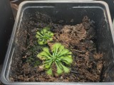Seminte de planta carnivora din cadrul complexului de drosera spatulata