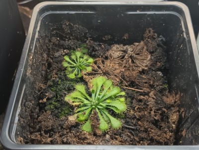 Seminte de planta carnivora din cadrul complexului de drosera spatulata foto