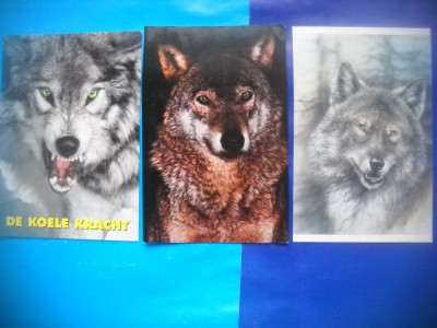HOPCT LOT NR 429 LUPI / LUPI -FAUNA -3 CARTI POSTALE-NECIRCULATE foto