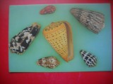 HOPCT 25130 MELCI MARINI TIP CANUS [OCEANELE INDIAN SI PACIFIC] -FAUNA - ROMANIA - NECIRCULATA