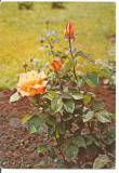 Carte postala-FLORI -trandafir, Circulata, Printata