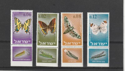 Fauna,fluturi ,Israel. foto