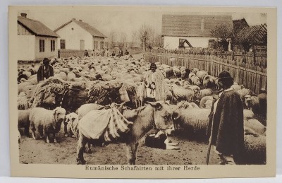 CIOBANI ROMANI CU TURMA DE OI PE ULITA UNUI SAT , CARTE POSTALA , INTERBELICA foto