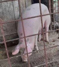 Vand porc pana in 130kg
