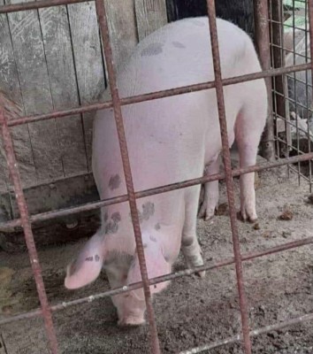 Vand porc pana in 130kg foto