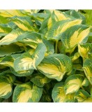 Planta Hosta Great Expectations C2, ghiveci 2l, Oem
