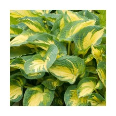 Planta Hosta Great Expectations C2, ghiveci 2l