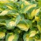 Planta Hosta Great Expectations C2, ghiveci 2l