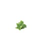 Planta Roiniță, planta melissa melissa, ghiveci de 10 cm, Oem