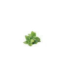 Planta Roiniță, planta melissa melissa, ghiveci de 10 cm