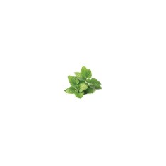 Planta Roiniță, planta melissa melissa, ghiveci de 10 cm