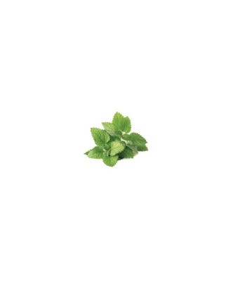 Planta Roiniță, planta melissa melissa, ghiveci de 10 cm foto