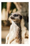 Tablou Canvas, "Secretul veghii suricatei curioase", Meerkat, Curios, Alert, Furry, Watchful, Sunlit, 26 x 39 cm, CMCLASS