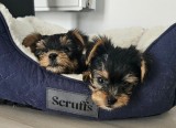 Pui Masculi Yorkshire Terrier vaccinati, deparazitati, din parinti cu pedigree, pregatiti de mutare