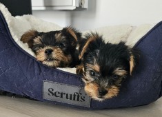 Yorkshire Terrier - 2 masculi