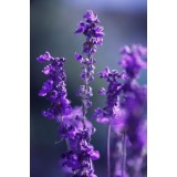 Butasi Lavanda angustifolia sevtopolis 15-25 cm