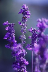 Butasi Lavanda angustifolia sevtopolis 15-25 cm foto