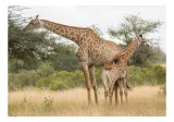 Tablou Canvas, "Girafe pe c&acirc;mpie africană liniștită", Giraffe, Copaci, Savana, Mamifere, Natura, Cer, Vegetatie, Diverse., 39 x 26 cm, CMCLASS