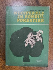 Nuciferele in fondul forestier - Grigore Colpacci / R4P3S