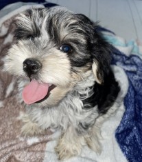 Vand Bichon Havanez foto