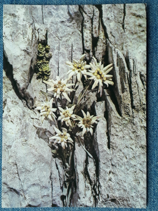 544 - Muzeul de biologie umana Ploiesti - Flori de colt / carte postala floare
