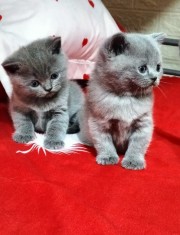 Pisici British Shorthair și Scottish Fold
