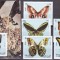 Sharjah 1972 fauna fluturi MI 1018-1020 + bl.118 MNH