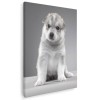 Tablou Canvas Caine Husky Siberian CU RAMA 60x80 cm, Gri Alb, Decor Living/Birou. Panza Premium, Imprimat Digital